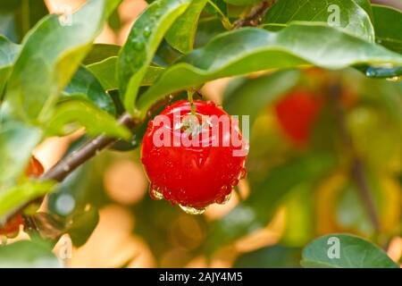 Cerise Acerola rouge la cerise de la barbade avec des gouttelettes d'eau Banque D'Images