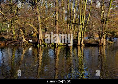 L'habitat des espèces sauvages et d'oiseaux,parc,Nottingham Wollaton,Angleterre,UK Banque D'Images