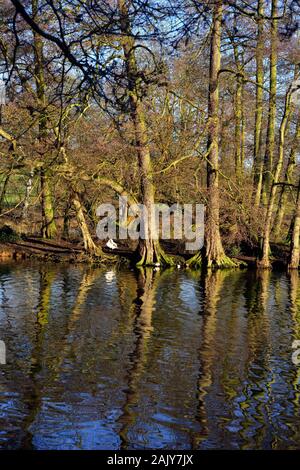 L'habitat des espèces sauvages et d'oiseaux,parc,Nottingham Wollaton,Angleterre,UK Banque D'Images