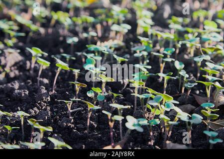 Petites pousses de colza canola ou colza au printemps dans les champs. Les jeunes pousses de moutarde, vue d'en haut Banque D'Images