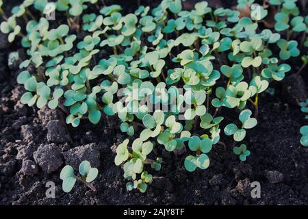 Petites pousses de colza canola ou colza au printemps dans les champs. Les jeunes pousses de moutarde, vue d'en haut Banque D'Images