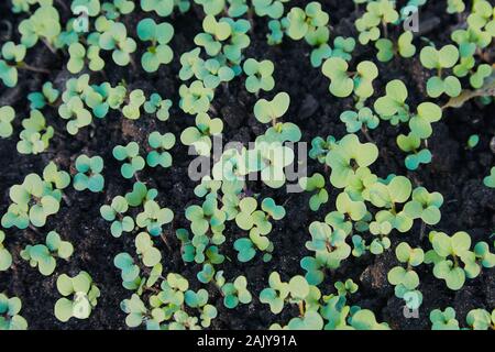 Petites pousses de colza canola ou colza au printemps dans les champs. Les jeunes pousses de moutarde, vue d'en haut Banque D'Images