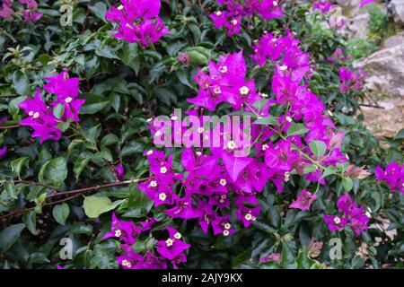Fleurs de mauve ou violet fleurs de bougainvilliers. Floral background Banque D'Images
