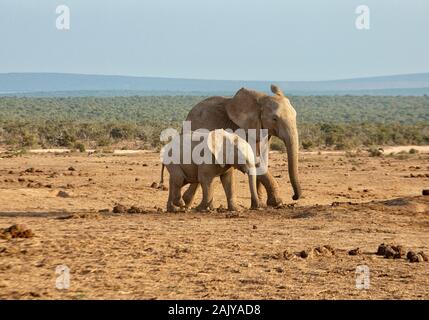 Mère et fils éléphant. Les éléphants d'Afrique, Loxodonta africana, l'Addo national park, Afrique du Sud Banque D'Images