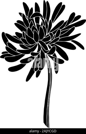 Vector floral chrysanthème fleur botanique. Lame de ressort sauvages isolés de fleurs sauvages. Gravée en noir et blanc L'art d'encre chrysanthème isolés illustrat Illustration de Vecteur