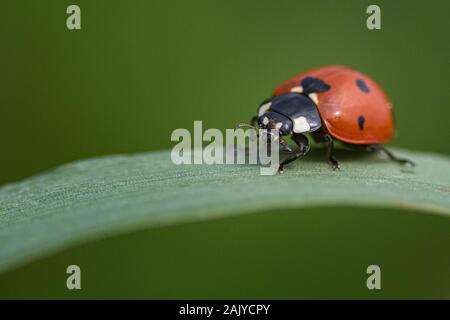 Macro photo de coccinelles marche sur un brin d'herbe Banque D'Images