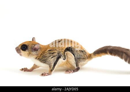 L'écureuil volant javanais (Iomys horsfieldii) est une espèce de la sous-famille des Trochilinae. Isolé sur fond blanc