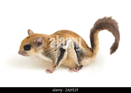 L'écureuil volant javanais (Iomys horsfieldii) est une espèce de la sous-famille des Trochilinae. Isolé sur fond blanc