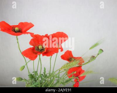 Coquelicots dans le vase contre dark grunge background Banque D'Images