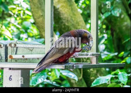 La NOUVELLE ZELANDE Kaka, Nestor meridionalis, alimentant à Zealandia Wildlife Sanctuary, Wellington, Nouvelle-Zélande Banque D'Images