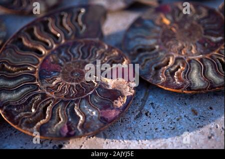 Magnifique gros plan d'une spirale Ammonite Nautilus Fossil. Objet naturel toujours la photographie de la vie. Banque D'Images