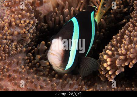 Poisson clown (poissons clowns) dans une anémone. Anilao, Philippines Banque D'Images