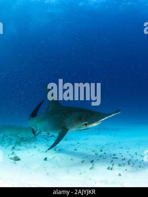 Grand requin marteau (Sphyrna mokarran) approchant sur du sable blanc. Plage du tigre, Bahamas Banque D'Images