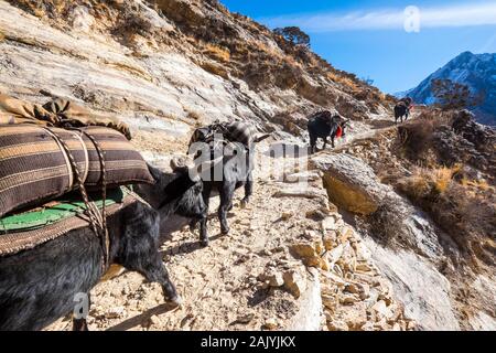 Un train de yaks transportant des marchandises dans la région du Dolpo Népal Himalaya Banque D'Images