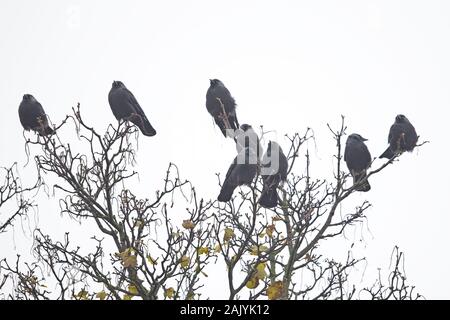 Choucas (Corvus monedula) Banque D'Images