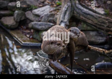 Cute Asian Loutres Cendrées assis sur un membre de l'arbre près d'une rivière Banque D'Images