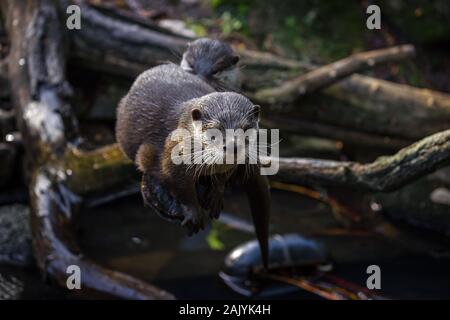 Cute Asian Loutres Cendrées assis sur un membre de l'arbre près d'une rivière Banque D'Images