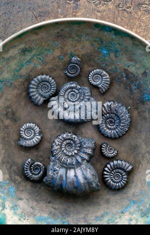 Objet naturel still life la photographie. Banque D'Images