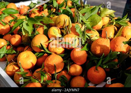 L'Europe, Espagne, Mallorca, Pollença au marché hebdomadaire à la fin de décembre 2019, les oranges juteuses, Banque D'Images