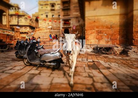 Tilt Shift lens - Vache sur rue en Inde. Constitution de l'Inde exige la protection des vaches. Le Rajasthan, Inde. Fort de Jaisalmer est situé dans le c Banque D'Images