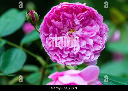 La fleur d'une rose rose de Harlow Carr Banque D'Images
