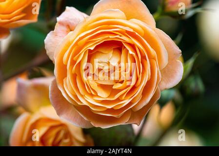 La mandarine-orange fleur d'une Lady Emma Hamilton rose Banque D'Images