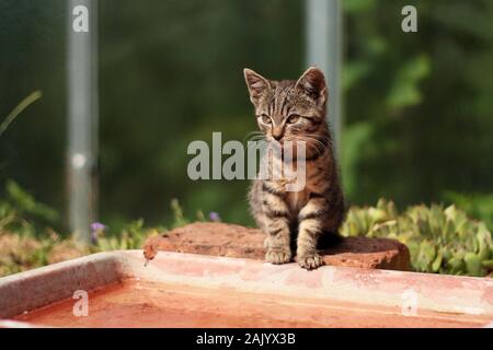 Tabby chaton assis dans le jardin, près de l'eau, été jour ensoleillé, en arrière-plan serre, vue rapprochée Banque D'Images