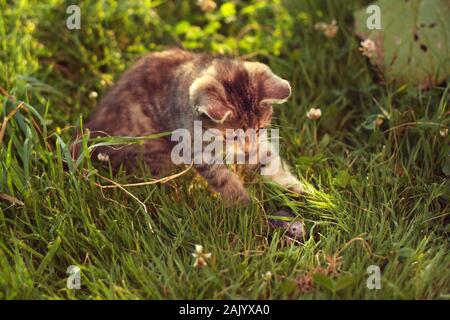 Jeune souris tabby chat, sur l'herbe, ensoleillée Banque D'Images