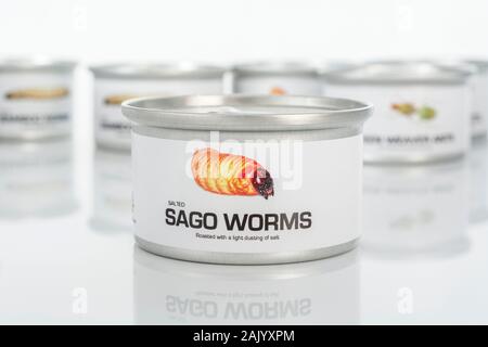 Tin des insectes comestibles / nouveauté - alimentaire vers / Rhyncophorus ferrugineus sagou. Concept d'insectes comme nourriture humaine, l'entomophagie, manger bugs insectes. Banque D'Images