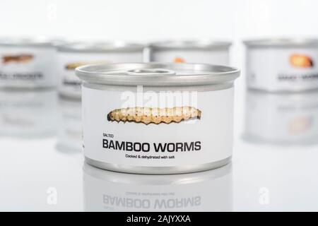 Tin des insectes comestibles / nouveauté - alimentaire / Omphisa fuscidentalis vers de bambou. Concept d'insectes comme nourriture humaine, l'entomophagie, manger bugs insectes. Banque D'Images