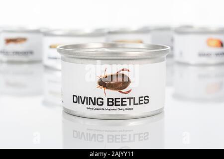 Tin des insectes comestibles / nouveauté - alimentaire les dytiques / Dytiscus espèces. Concept d'insectes comme nourriture humaine, l'entomophagie, manger bugs insectes. Banque D'Images