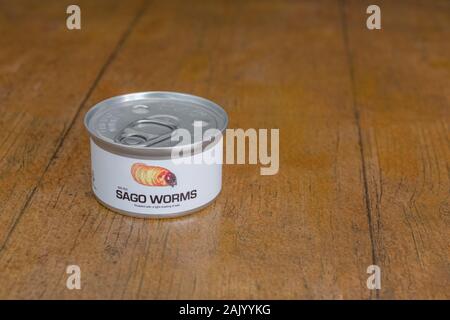 Tin des insectes comestibles / nouveauté - alimentaire vers / Rhyncophorus ferrugineus sagou. Concept d'insectes comme nourriture humaine, l'entomophagie, manger bugs insectes. Banque D'Images