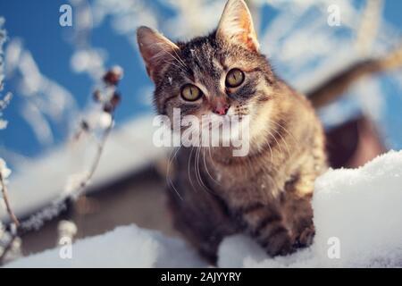 jeune chat tabby en hiver sur la neige, jour ensoleillé Banque D'Images