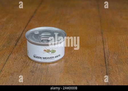 Tin des insectes comestibles / nouveauté - alimentaire / Fourmis Oecophylla smaragdina. Concept d'insectes comme nourriture humaine, l'entomophagie, manger bugs insectes. Banque D'Images