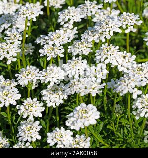 Blossoming candytuft Iberis, au printemps, Banque D'Images