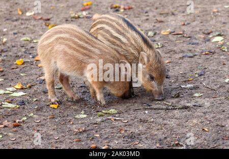 Les deux jeunes sangliers ne sont pas dérangés par l'aliment. Banque D'Images