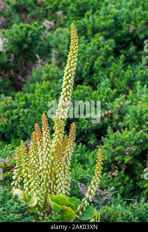 Navelwort / penny-pies / l'ombelle (ombilic rupestris Umbilicus pendulinus) / en fleur Banque D'Images