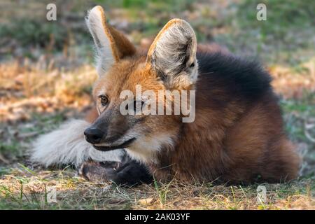 Le loup à crinière (Chrysocyon brachyurus / Canis brachyurus) reposant, plus grand canidé d'Amérique du Sud Banque D'Images