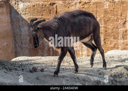 Hemitragus jemlahicus himalayenne (tahr) originaire de l'Himalaya dans le sud du Tibet, dans le nord de l'Inde et le Népal Banque D'Images