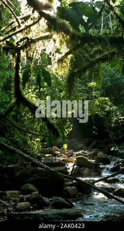 La rivière de la jungle avec la lumière filtrant à travers la canopée de la forêt amazonienne au Pérou Banque D'Images