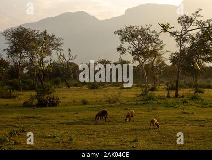 Le pâturage des moutons le long de la superficie forestière dans le Parc National de Mudumalai, Masinagudi, Tamil Nadu - frontière de l'État du Karnataka, Inde Banque D'Images