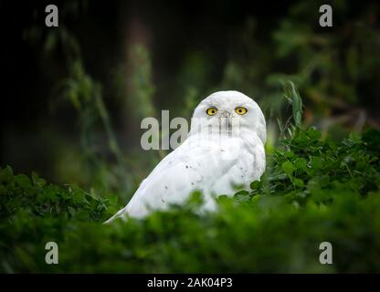 Bubo scandiacus Snowy Owl,, Manitoba, au Canada. Banque D'Images