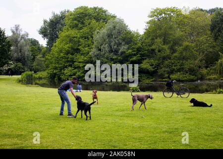 Vue de l'observateur chien jouer avec des chiens sur pelouse, étang, arbres à Vondelpark à Amsterdam. C'est un parc urbain de 47 hectares. C'est un été da Banque D'Images