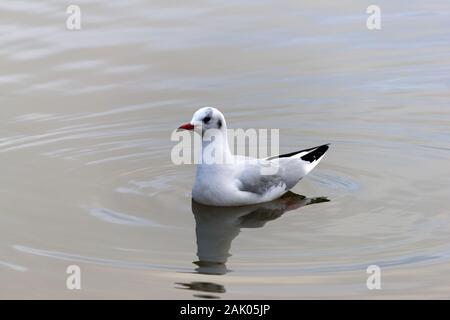 Mouette noir sur l'eau d'hiver Banque D'Images