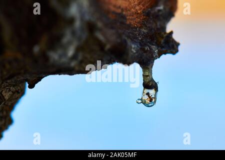 ANT DANS LA RÉSINE du PIN Banque D'Images