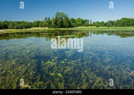 Voir des plantes sous l'eau, les arbres sur la rive et ciel bleu. Dubienka, Pologne Banque D'Images