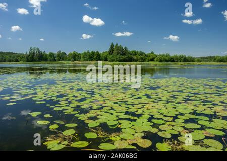 Les feuilles de lotus flottant sur la surface du lac, les arbres sur la rive et le ciel. Dubienka, Pologne Banque D'Images