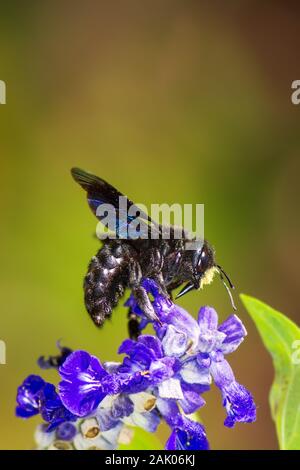 Macro d'une violet abeille charpentière (xylocopa violacea) la collecte de nectar Banque D'Images