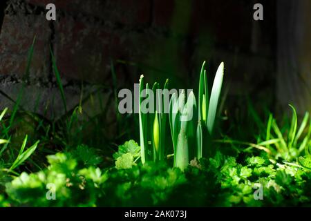 Les signes d'un printemps précoce, comme les jonquilles commencent à pousser à Leeds sur un jour de janvier 2020 Banque D'Images