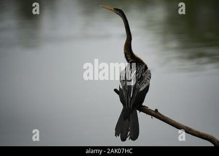 Dard Oriental ou Indien vert ou snakebird perchés au parc national de Keoladeo ou Bird Sanctuary, Bharatpur, Inde - Anhinga melanogaster Banque D'Images